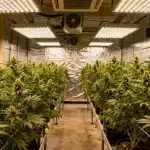 Pink Gorilla en cultivo interior con luces LED de alta potencia.