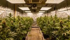 Pink Gorilla en cultivo interior con luces LED de alta potencia.