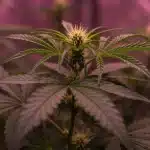 Pink Rozay x Strawberry Banana Auto en floración interior.