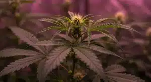 Pink Rozay x Strawberry Banana Auto en floración interior.