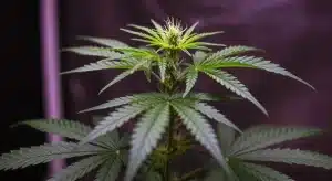 Pinkman Goo en fase inicial de floración en cultivo interior.
