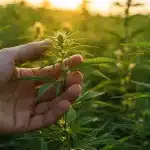 OG Kush x Amnesia en cultivo exterior al atardecer.