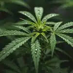 Riego con sensores en el cannabis para plantas jóvenes.