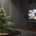 Planta de cannabis en un salón con un videojuego en la TV.
