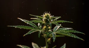 Sistema de cultivo de cannabis para principiantes al aire libre.