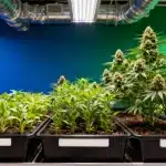 Northern Lights x Do-Si-Dos en cultivo interior bajo LED.