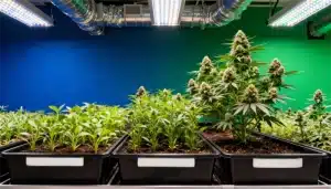 Northern Lights x Do-Si-Dos en cultivo interior bajo LED.