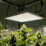 Pineapple Kush Regular en cultivo interior bajo panel LED.