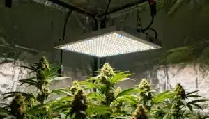 Pineapple Kush Regular en cultivo interior bajo panel LED.