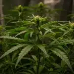 Plantas de cannabis en floración en un cultivo interior con luz artificial.