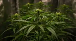 Plantas de cannabis en floración en un cultivo interior con luz artificial.