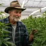 Cultivador revisando plantas en un invernadero en casa