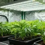 Cultivar marihuana en primavera en interior con luz LED estable.