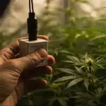 Sensor entre plantas de cannabis en un cultivo interior.