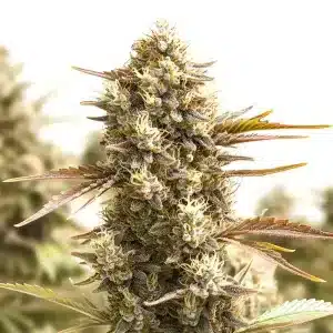 Cogollo de American Haze alargado con abundantes tricomas densos en floración avanzada.