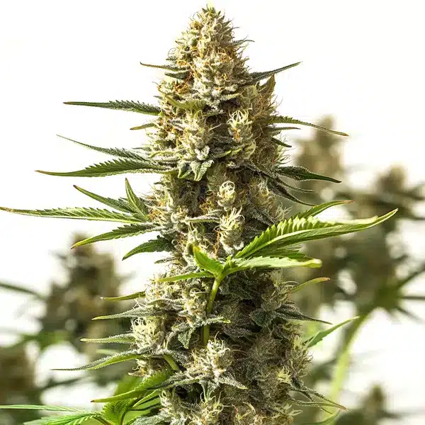 Amnesia Cookies