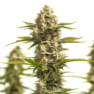 Cogollo de Amnesia Lemon x White Widow con estructura alargada, tricomas abundantes y pistilos claros.
