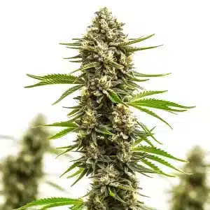 Cogollo de Amnesia x Bruce Banner alargado, cubierto de tricomas y en floración avanzada.
