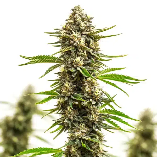 Amnesia x Bruce Banner