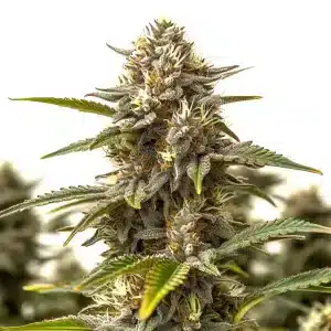 Cogollo de Banana Cake con abundantes tricomas, flores compactas y pistilos en floración avanzada.