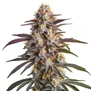 Cogollo de Blueberry x GG4 con tricomas abundantes y pistilos anaranjados en floración avanzada.