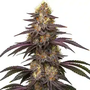 Cogollo de Cherry Pie OG con tricomas densos y pistilos anaranjados en floración avanzada.