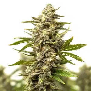 Cogollo de Cinderella 99 x Jack Herer alargado, con abundantes tricomas y pistilos en floración avanzada.