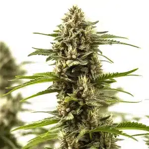 Cogollo de Cinderella 99 x Purple Kush con tricomas abundantes y estructura compacta en floración avanzada.