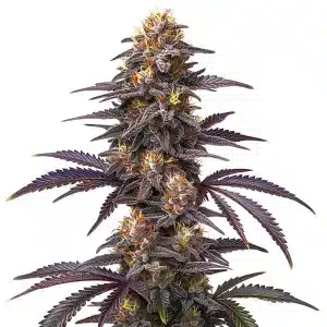 Cogollo de Do Si Dos x Zkittlez con tricomas abundantes y pistilos anaranjados en floración avanzada.