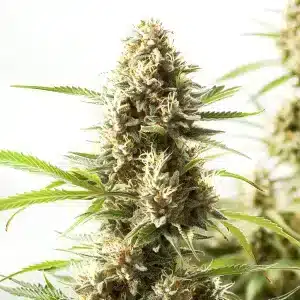 Cogollo de Fire Kush denso y resinoso con abundantes tricomas y pistilos claros en floración avanzada.