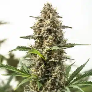 Cogollo de Holy Grail OG muy denso y cubierto de tricomas blancos en una cola principal compacta.