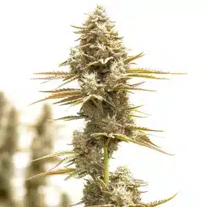 Cogollo de Kosher Kush x Tangie Regular con estructura alargada, abundantes tricomas y pistilos claros.
