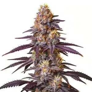Cogollo de Lemon Cherry Pie con tricomas abundantes y pistilos anaranjados en floración avanzada.