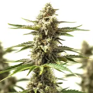Planta de Lemon Tree x Og Kush con cogollos alargados, tricomas abundantes y pistilos claros en floración.