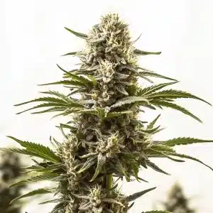 Cogollo de Northern Lights x Mazar muy compacto, cubierto de tricomas blancos y pistilos en floración avanzada.