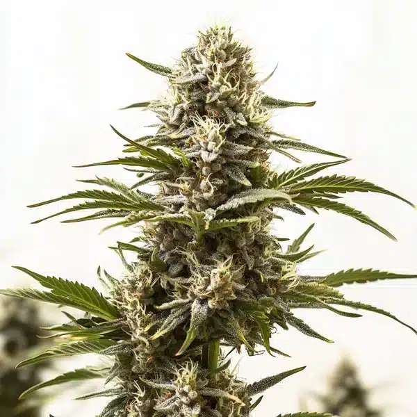 Northern Lights x Mazar