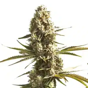 Cogollo de OG Kush x Hash Plant con estructura índica compacta y abundante capa de tricomas.