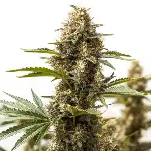 Cogollo de Peyote Super Lemon Haze con cola central alargada, tricomas abundantes y pistilos.