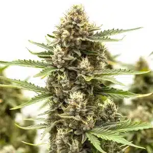 Flor de cannabis Presidential OG con cogollo central denso, tricomas abundantes y pistilos claros en planta madura.