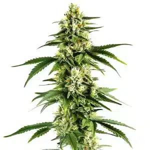 Flor de cannabis Pumpkin Spice con cola central alargada, cogollos resinosos y pistilos en fase avanzada de floración.