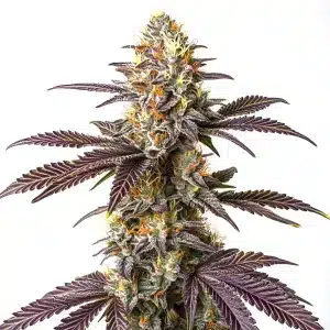 Flor de cannabis Purple Cookie Kush con cogollo central resinoso.