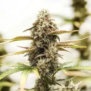 Flor de cannabis Purple Punch x Purple Kush con cogollo central compacto, abundantes tricomas y estructura índica dominante.
