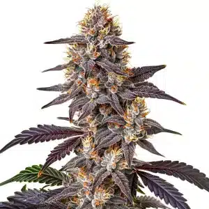Flor de cannabis Purple Sunset con cogollo central denso y abundantes tricomas resinosos.