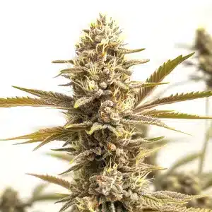 Flor de cannabis Rainbow Driver con cogollo central compacto, abundantes tricomas y estructura híbrida resinosa.