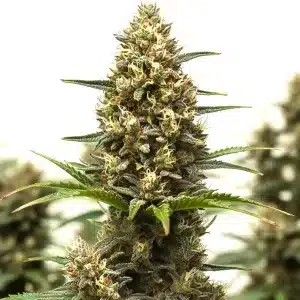 Planta de cannabis RS11 x Lemon Tree con cola central densa, cogollos compactos y abundantes tricomas en floración.