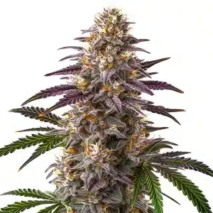 Sweet Cherry Kush planta de cannabis con cogollo central resinoso.
