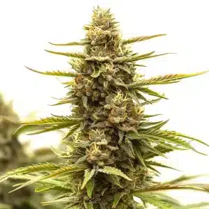 Tangerine Dream planta de cannabis con cogollo central grande y resinoso.