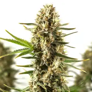 Thai Dream planta de cannabis con cogollo central alargado y resinoso con floración abundante.