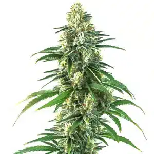 Planta de cannabis Zaza en floración, cogollo central alargado y hojas verdes sanas.