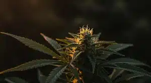 Comparación: Kush Mints vs Bruce Banner x Kali Mist en floración.